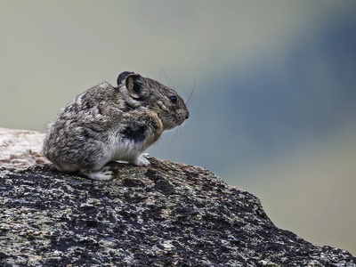 Collared Pika