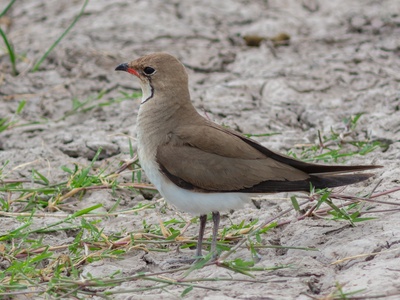 Collared Pratincole
