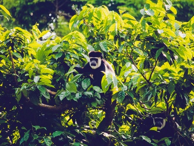 Colobus Monkey (Black-and-white)
