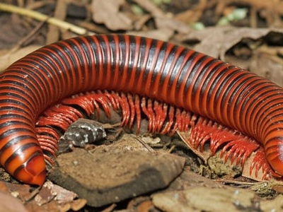 Colossal Finger-foot Millipede