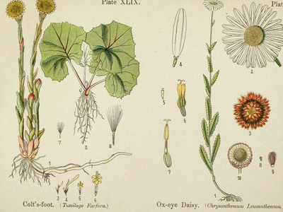 Colt's-foot