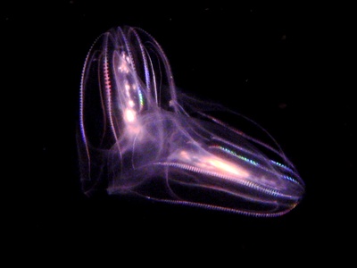 Comb Jelly