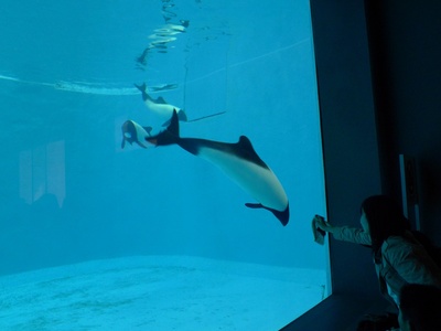 Commerson's Dolphin