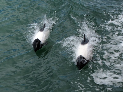 Commerson's Dolphin