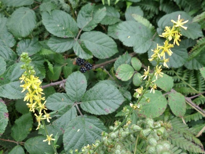 Common Agrimony