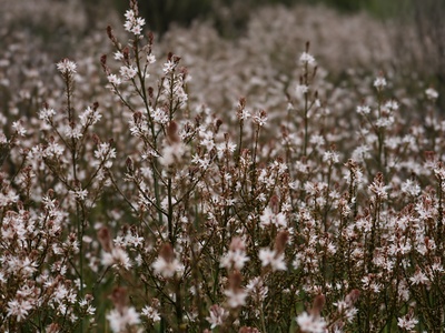 Common Asphodel