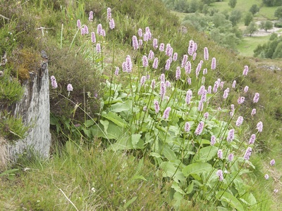 Common Bistort
