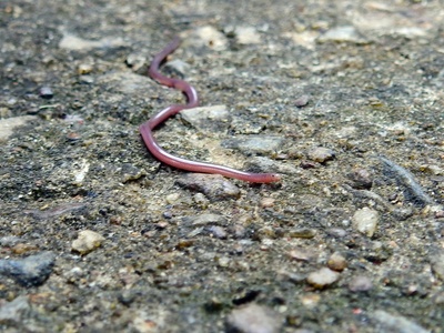 Common Blind Snake