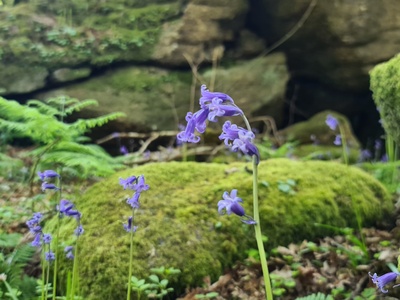 Common bluebell