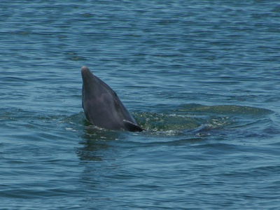 Common Bottlenose Dolphin