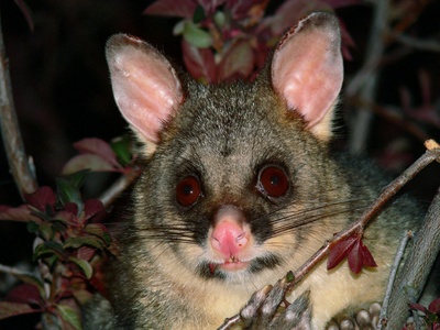 Common Brushtail Possum