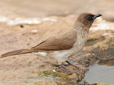 Common Bulbul