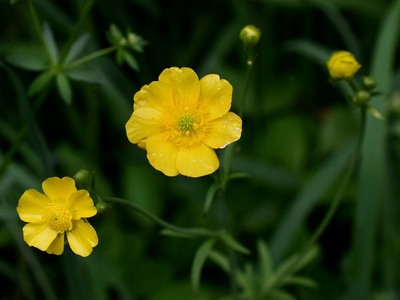 Common Buttercup