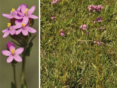 Common Centaury