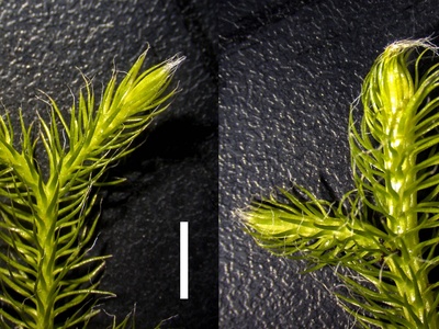 Common clubmoss