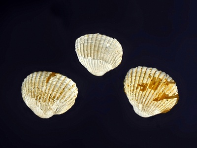 Common cockle