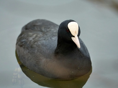 Common Coot