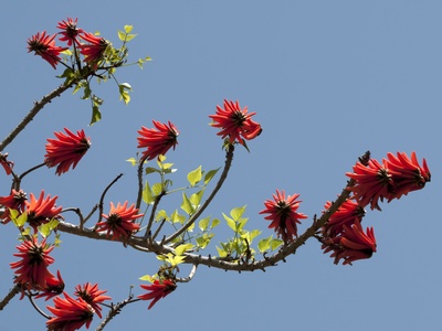 Common Coral Tree