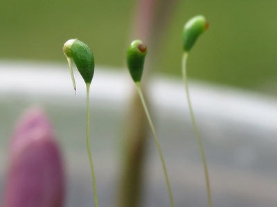 Common cord moss