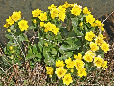 Common Cowslip