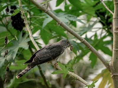 Common Cuckoo