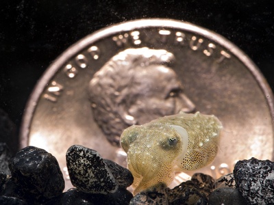 Common cuttlefish