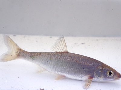 Common dace