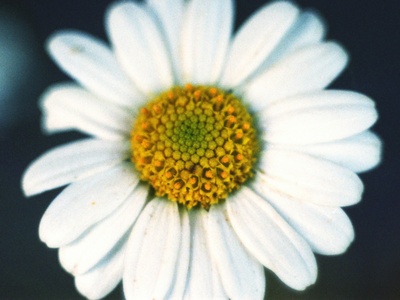 Common daisy