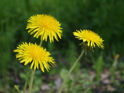 Common Dandelion