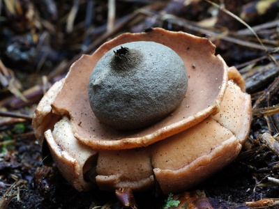 Common Earthstar