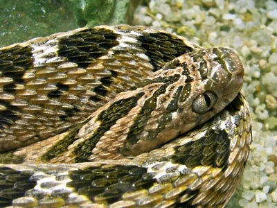Common Egg-eater