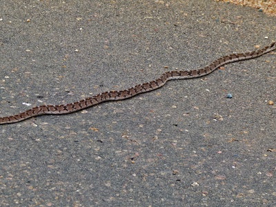 Common Egg-eater