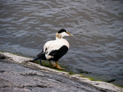 Common Eider
