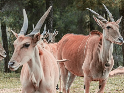 Common Eland