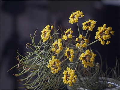 Common fennel (flowering)