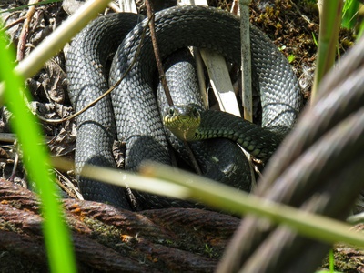 Common File Snake