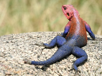 Common Flat Lizard