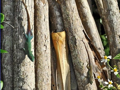 Common Garden Anole