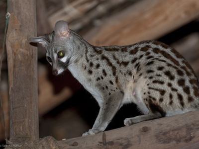 Common Genet