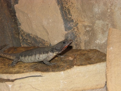 Common Girdled Lizard