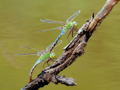 Common Green Darner
