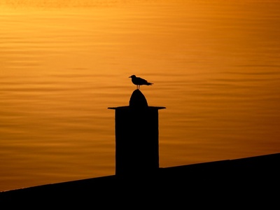Common Gull