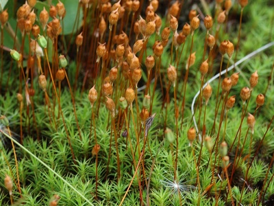 Common Haircap Moss