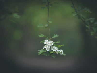 Common Hawthorn