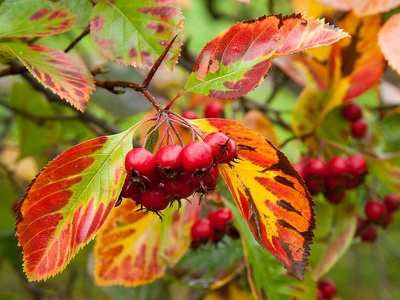 Common Hawthorn