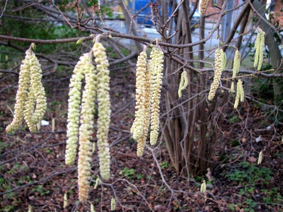 Common Hazel