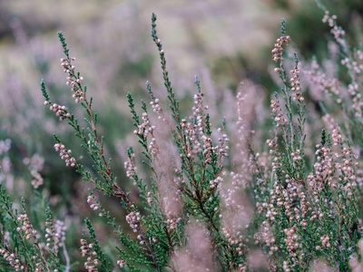 Common Heather