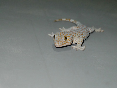 Common House Gecko