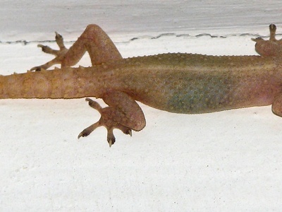 Common house gecko