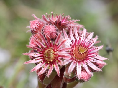 Common Houseleek